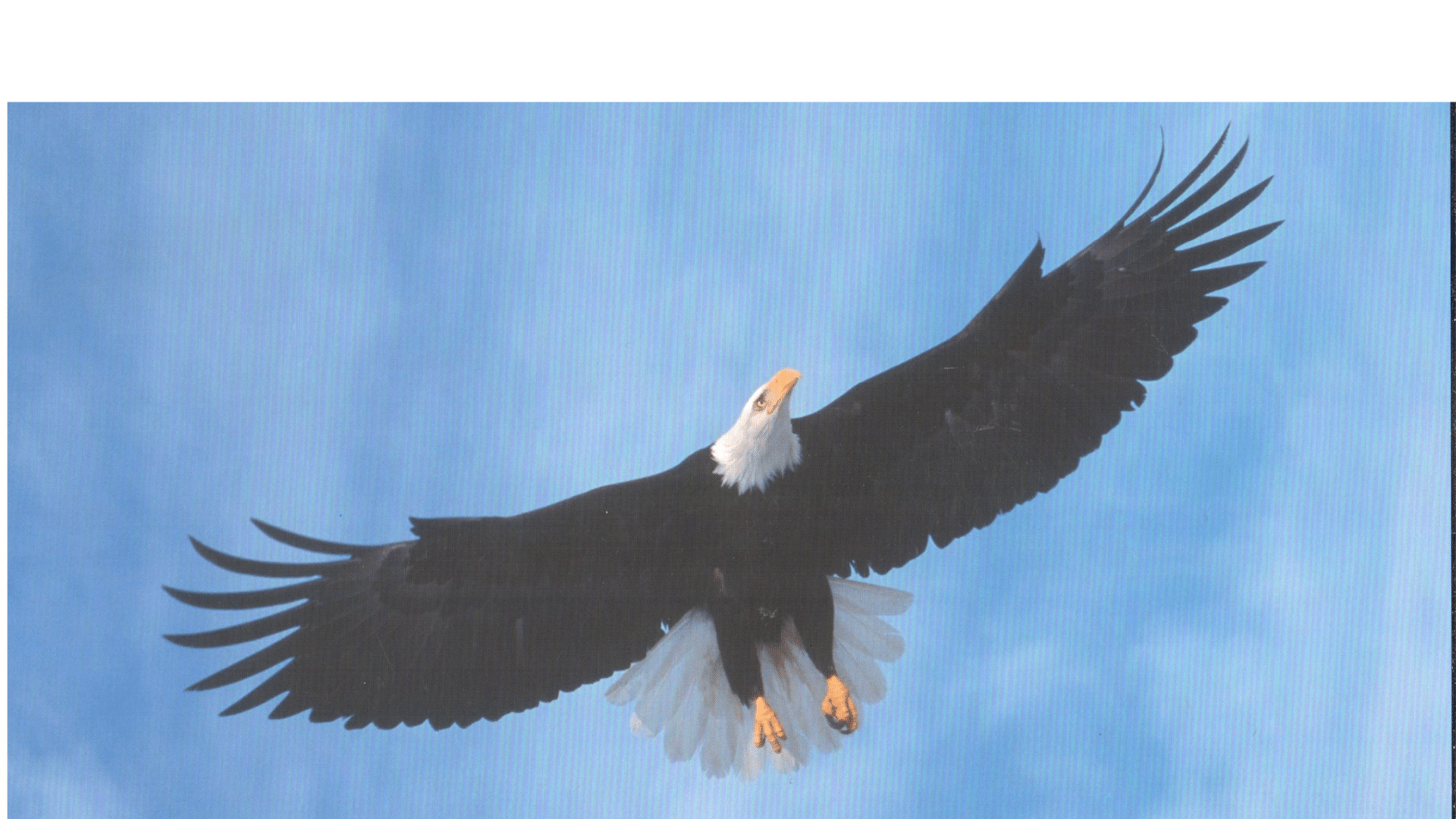Abheben Wie Ein Adler